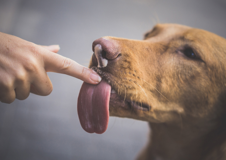 Why does my dog lick me so much?