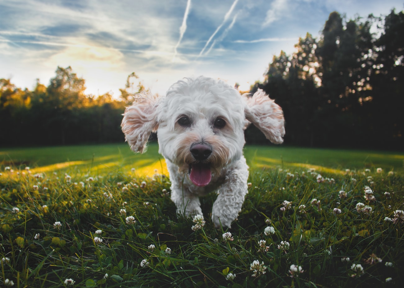 A small white dog running through a field at sunset