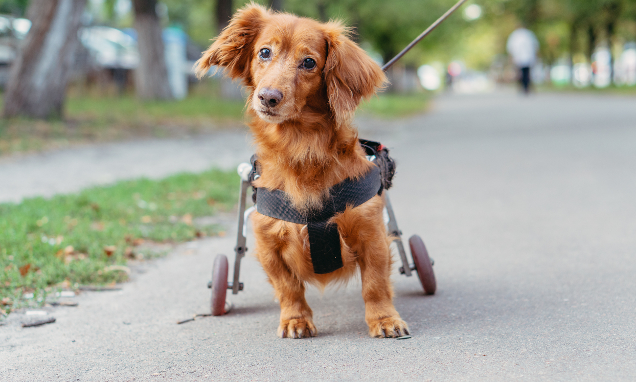 a small disabled dog