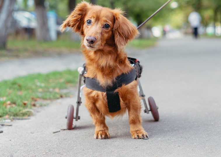 a small disabled dog