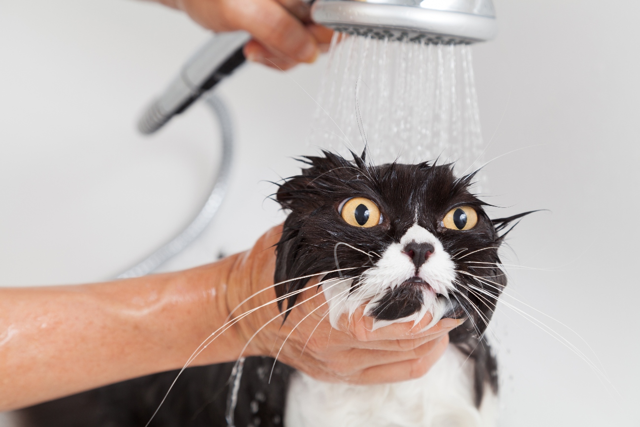 Cat being showered by owner