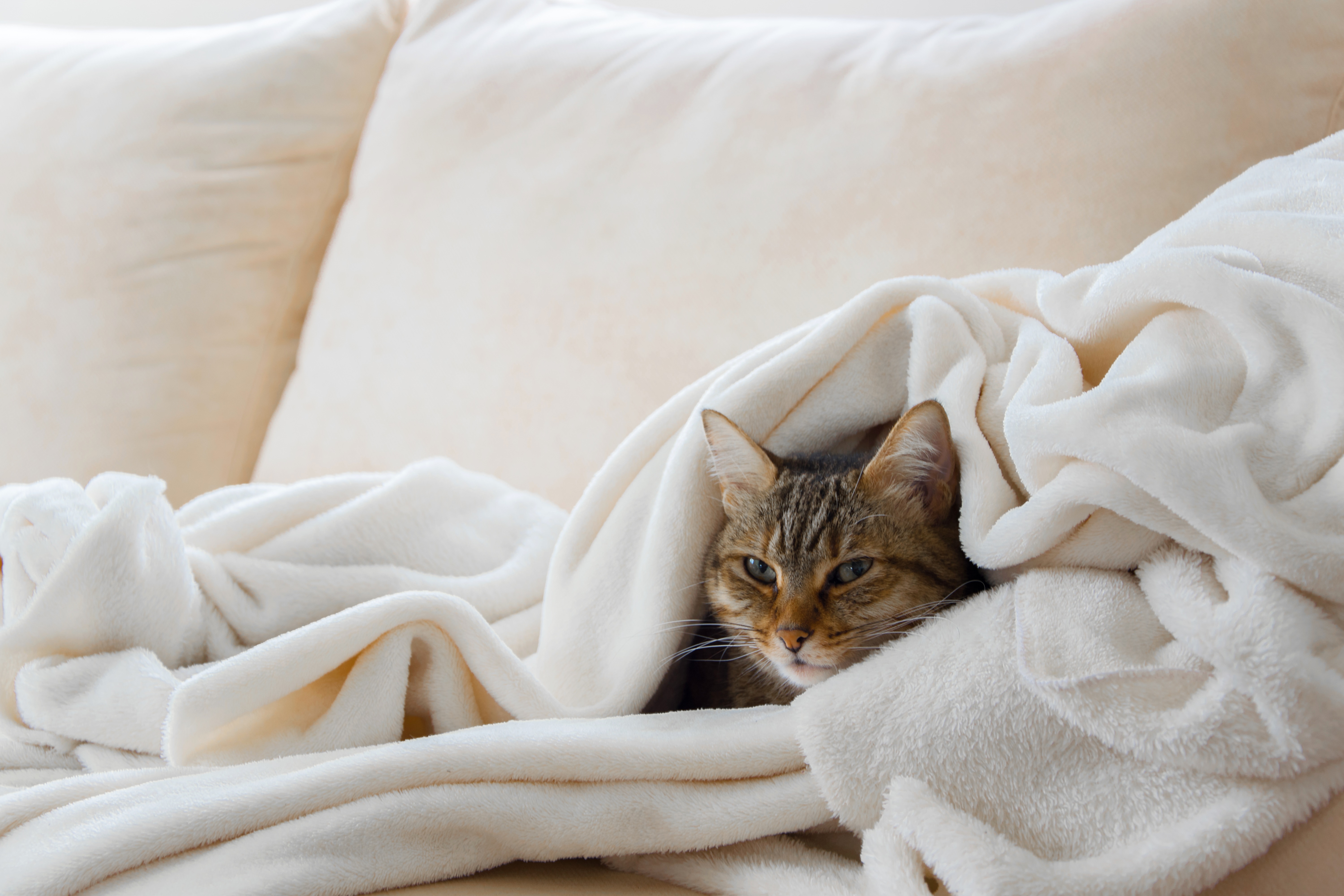 Do our furry friends feel the cold?