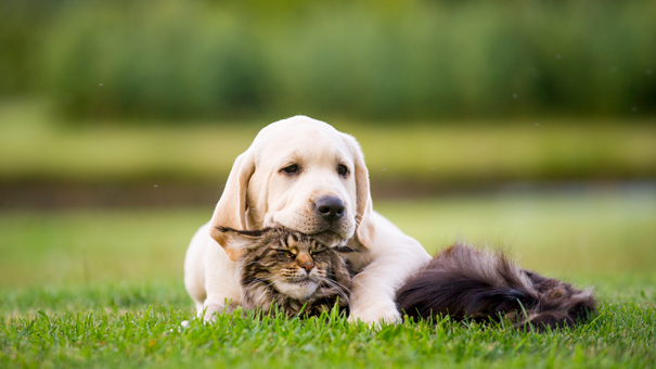 A Labrador and a cat laying together in a grass garden
