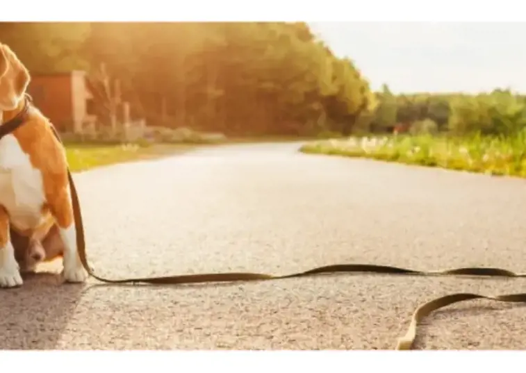 Dog Looking For Its Owner On A Leash All Alone