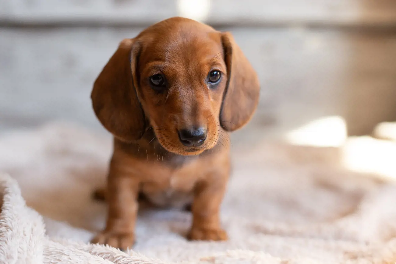 Dachshunds are a favourite among many Dachshund enthusiasts and have even been featured in popular culture, including movies and cartoons.