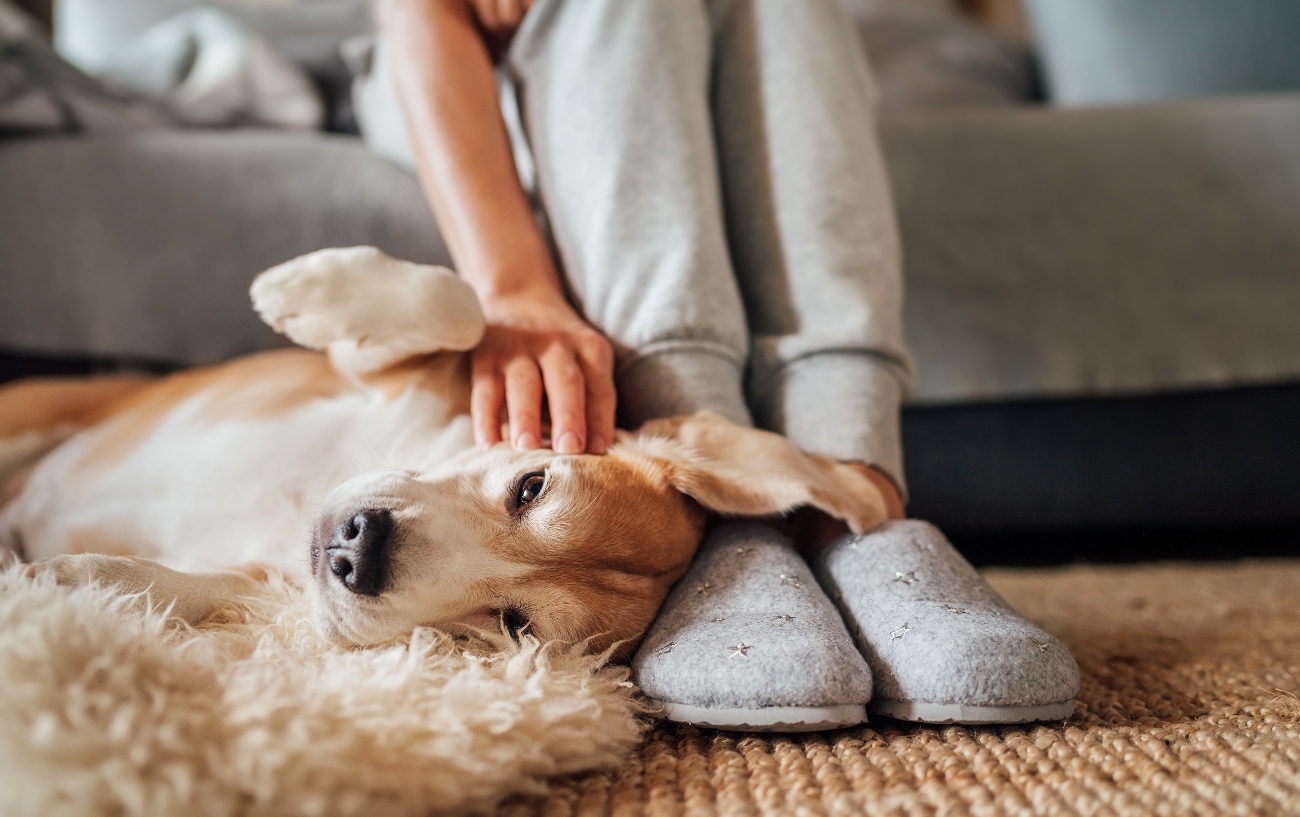 Dog laying down on rug being pet by owner