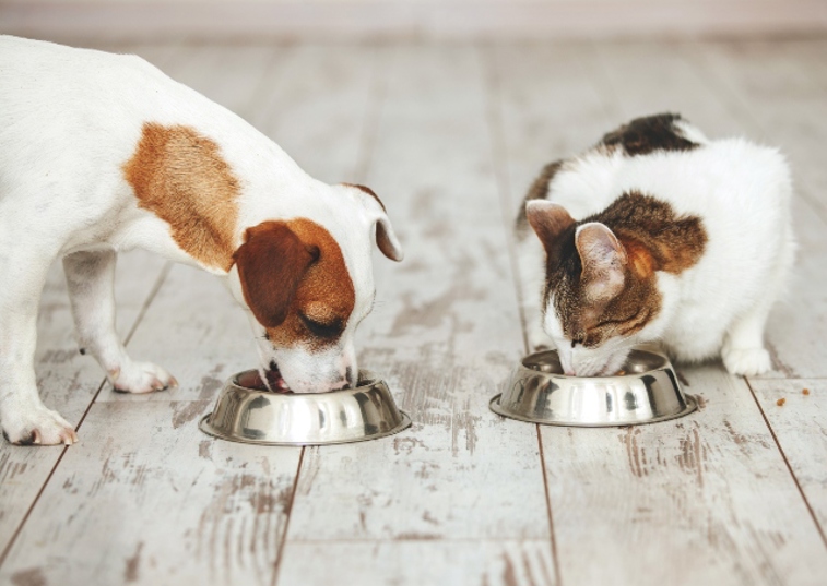 Cat and dog eating biscuits out of bowls