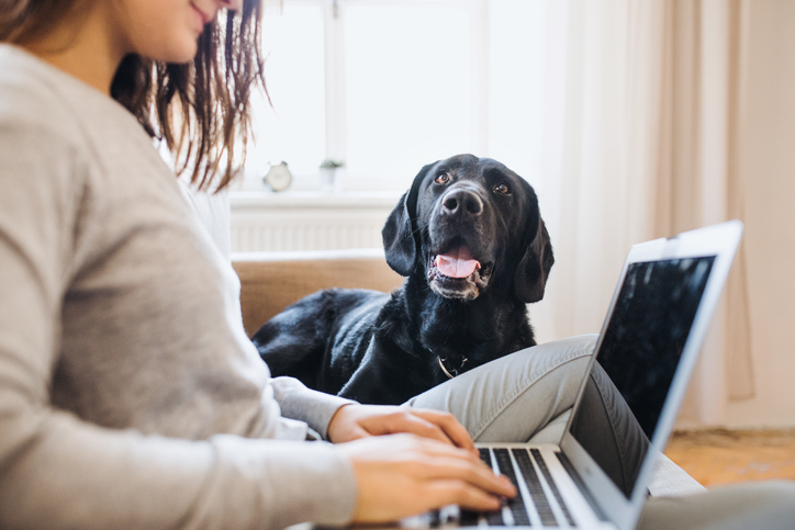 Dog and lady working