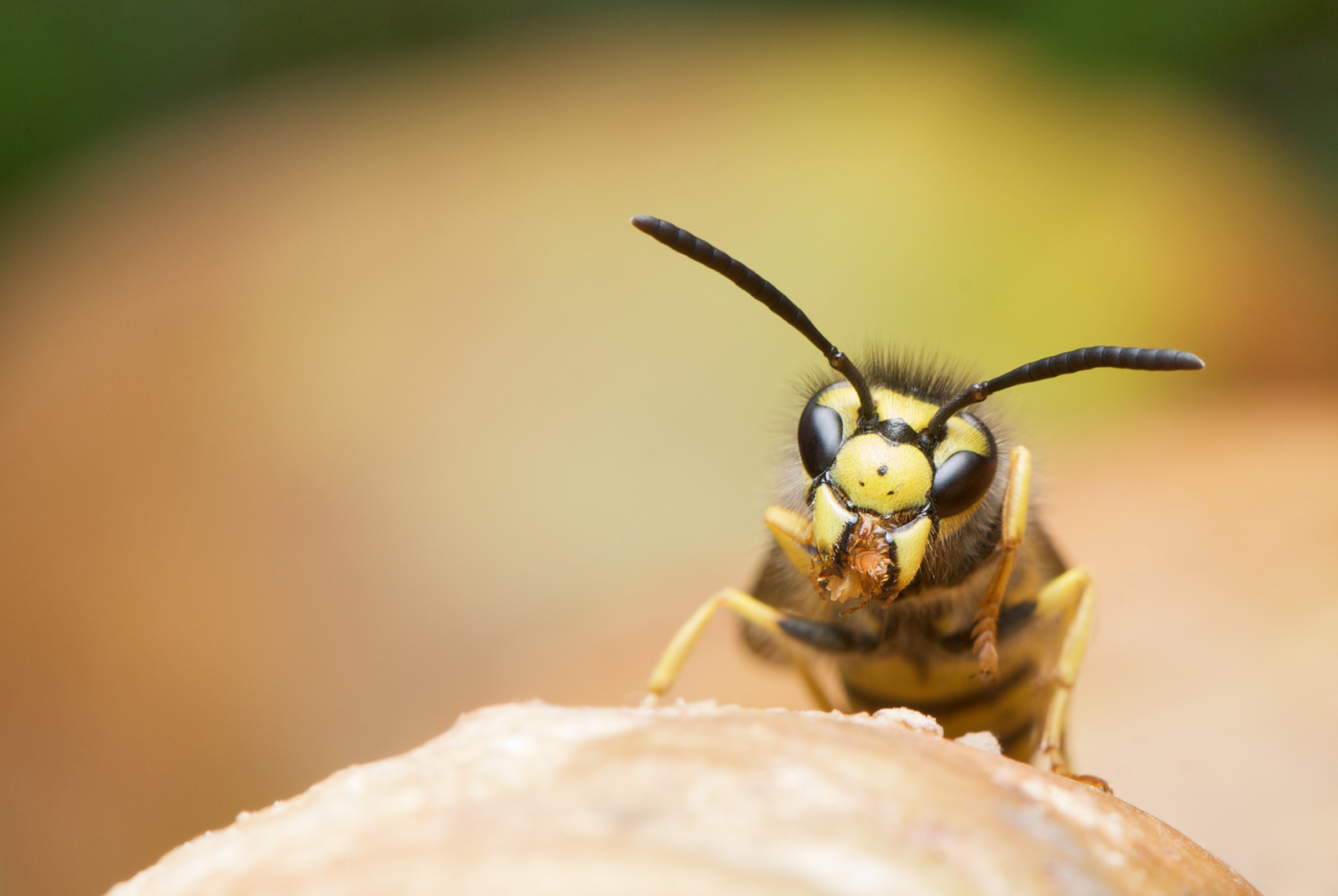 A wasp standing on a plant