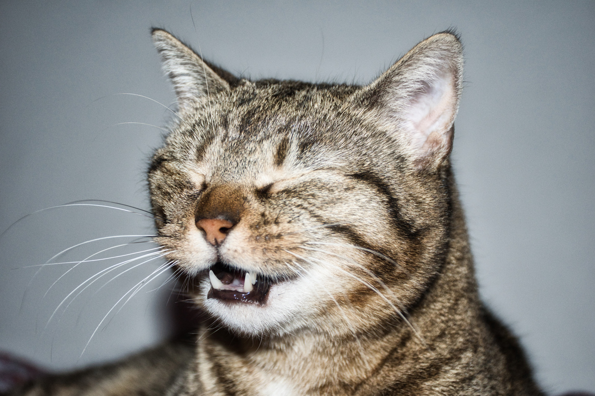 A tabby cat sneezing against a plain grey background