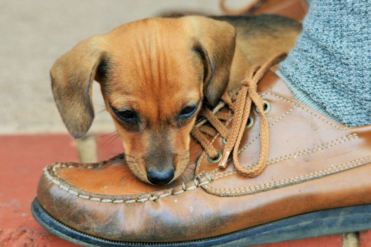 A dog inspecting under its owners shoe