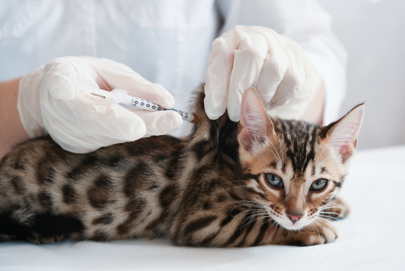 cat being vaccinated