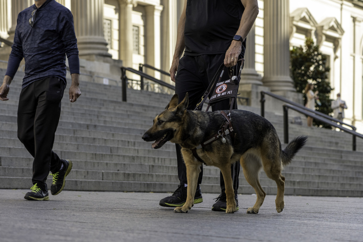 Guide dog