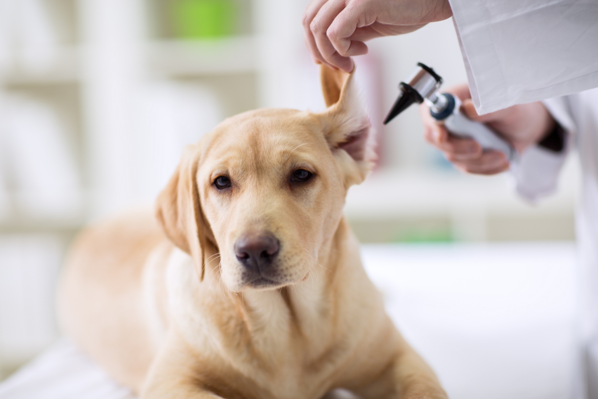 vet checking dogs ear