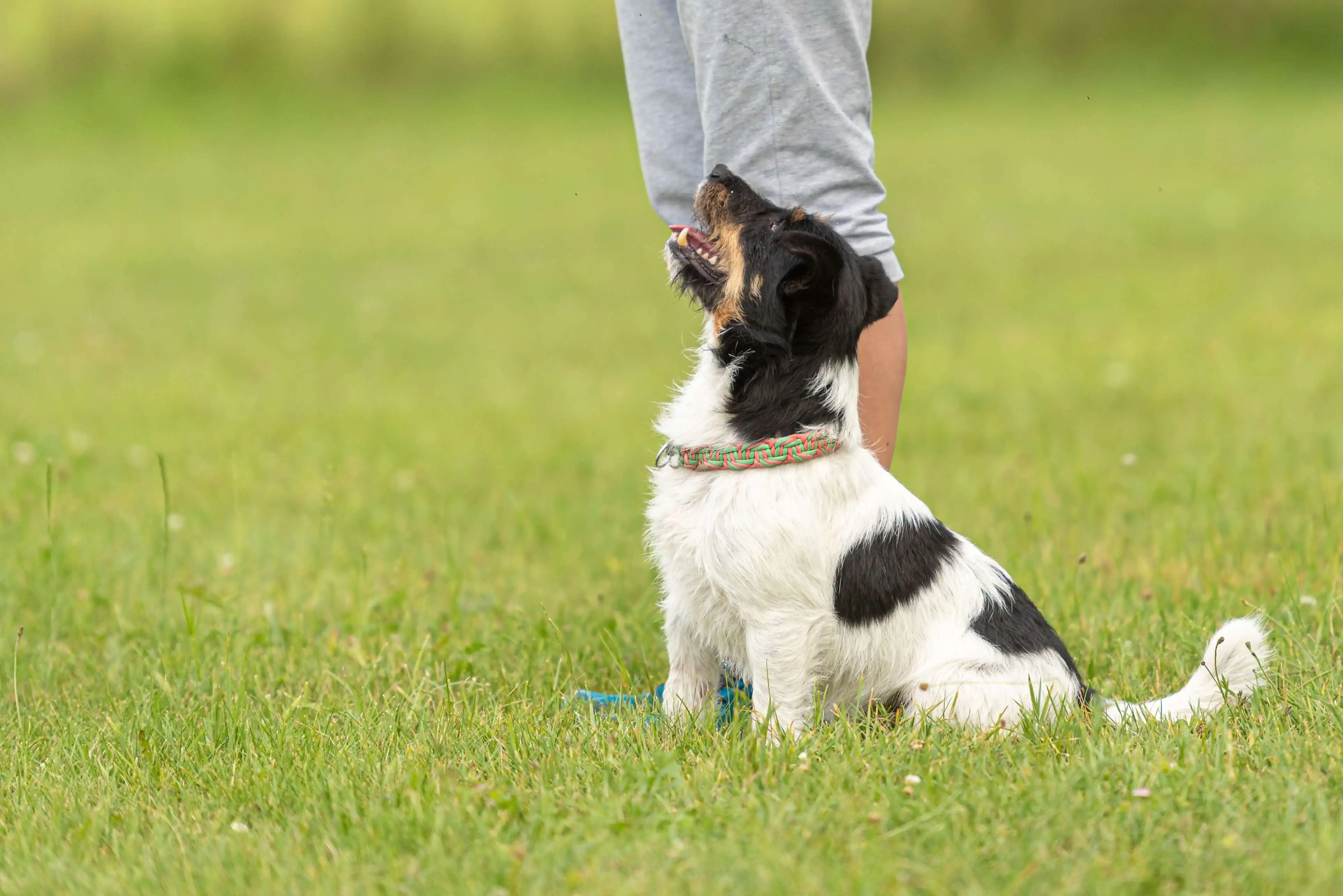 Small black and white dog sitting on grass with owner