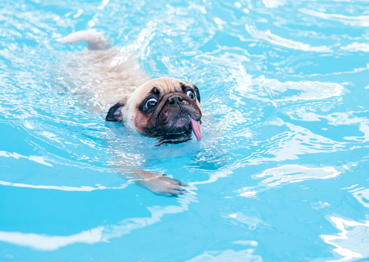 According to a study, approximately 8% of dog breeds are unable to swim proficiently. These breeds include Bulldogs, Dachshunds, Pugs, Basset Hounds, Boxers, Shih Tzus, Corgis, and Maltese. While some dogs may enjoy splashing around in the shallows, these breeds may find it challenging or even dangerous to navigate in deep water.