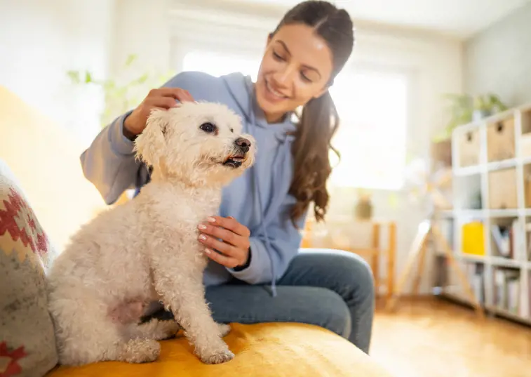 Small White Dog On A Sofa With Owner