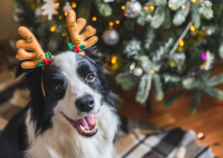 Dog Wearing Reindeer Ears