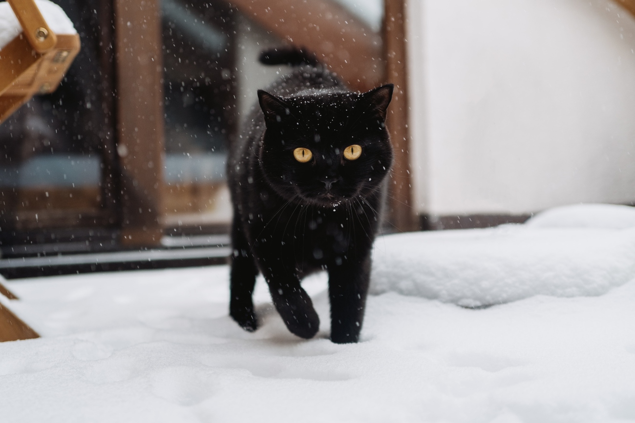 black cat in snow