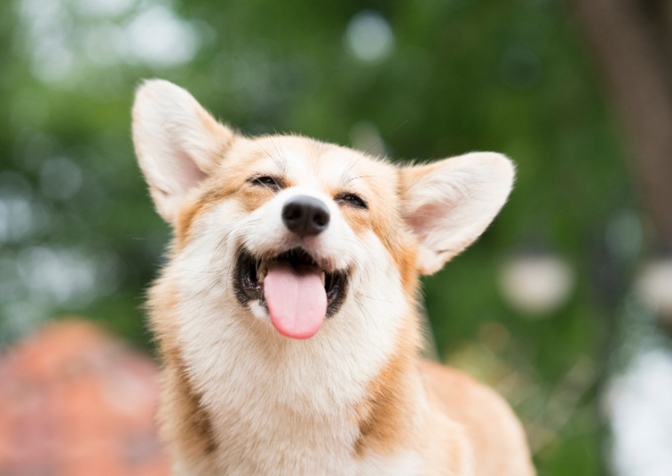 tan dog smiling and sticking their tongue out