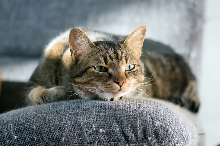 tabby cat listening