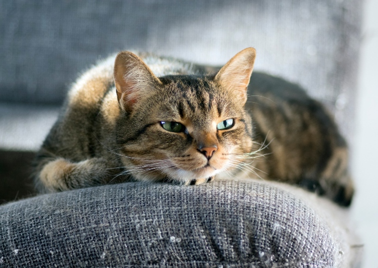 tabby cat with blue eyes lying on arm of sofa