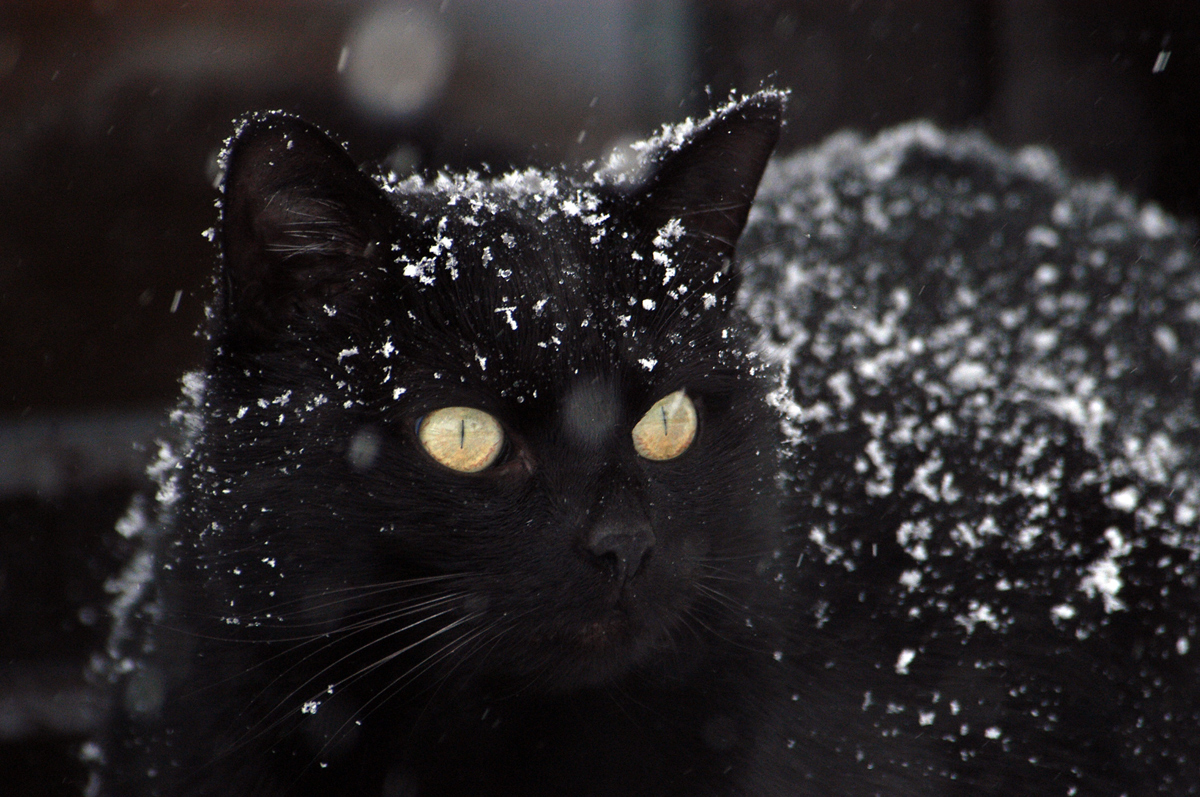 A cat standing with snow flakes in its fur