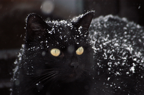 A black cat covered in snowflakes