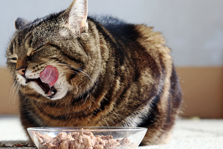 A cat licking its lips while eating meaty food from a bowl