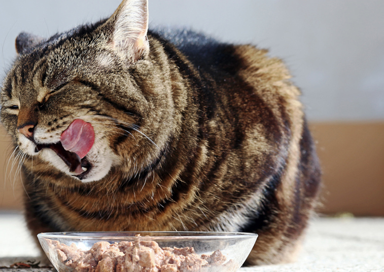 Cat eating meal
