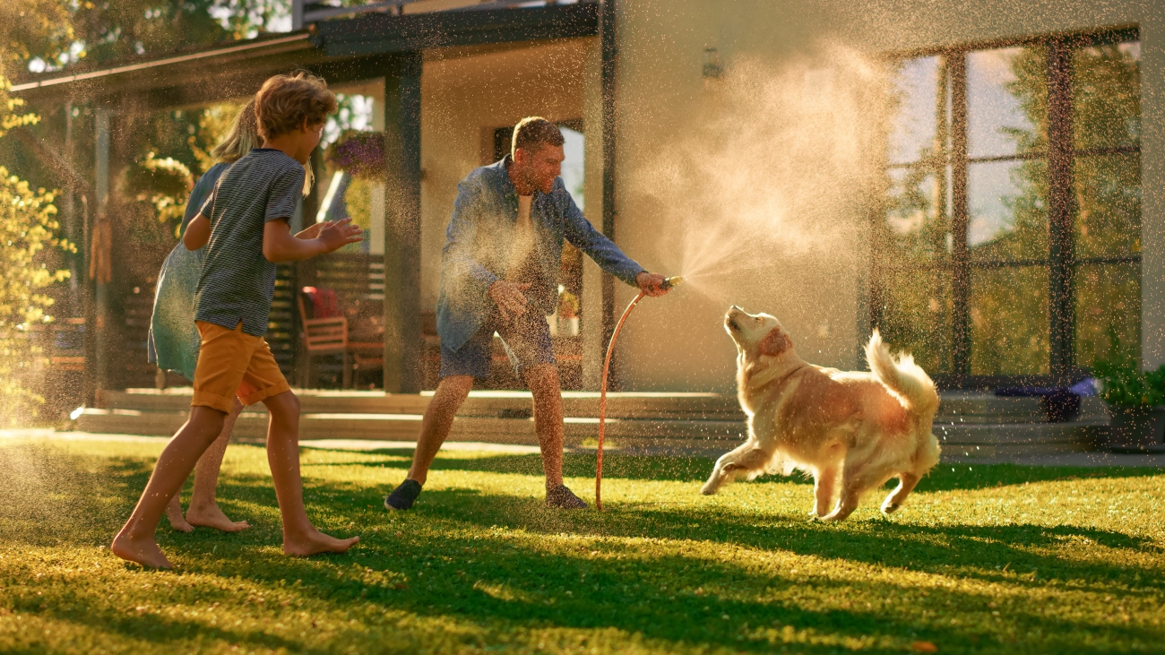 owners spraying dogs with water