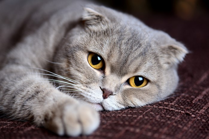 Scottish Fold