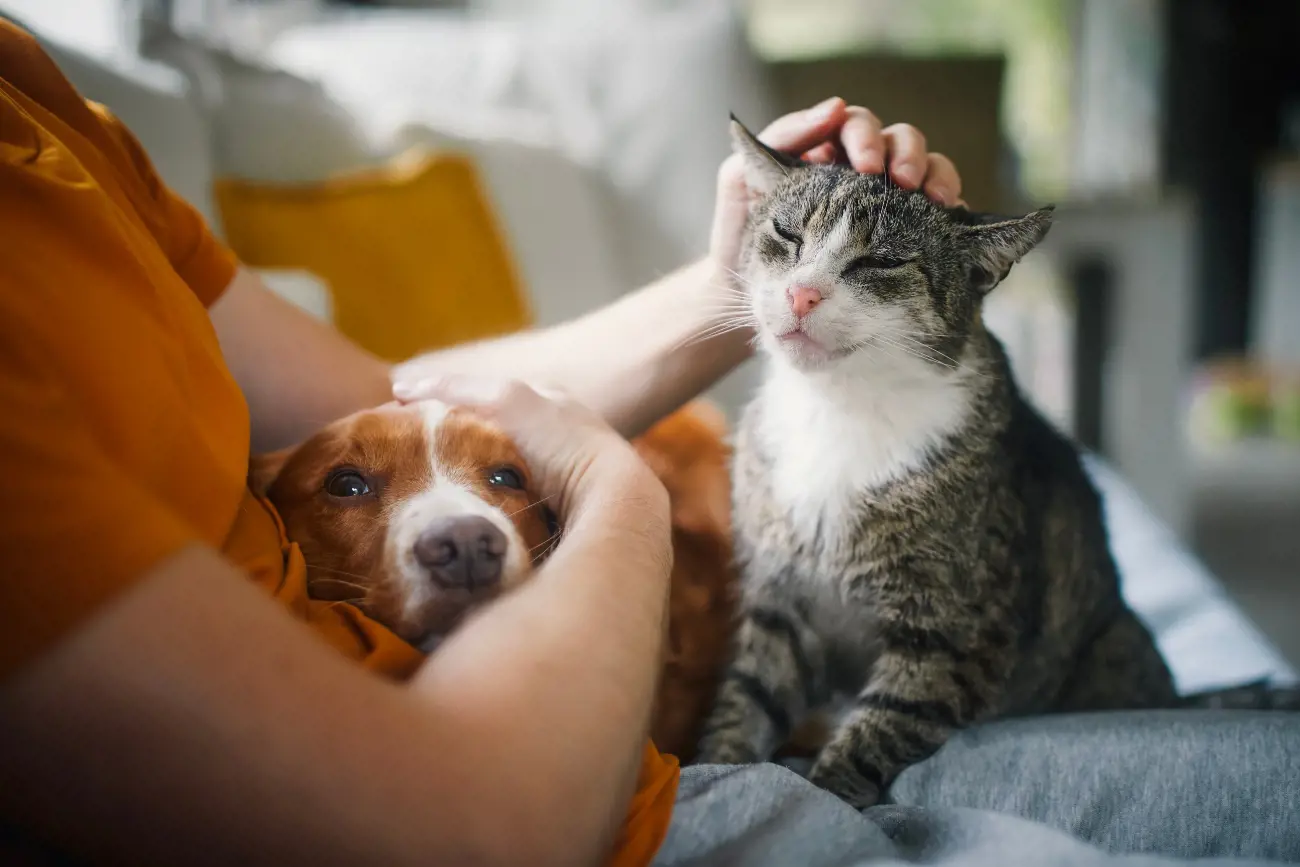 A Man Stroking A Cat And Hugging A Dog