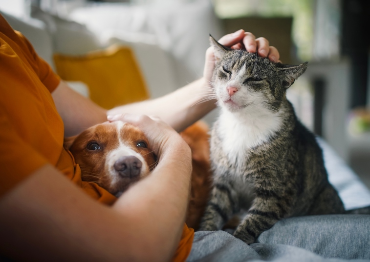A Man Stroking A Cat And Hugging A Dog