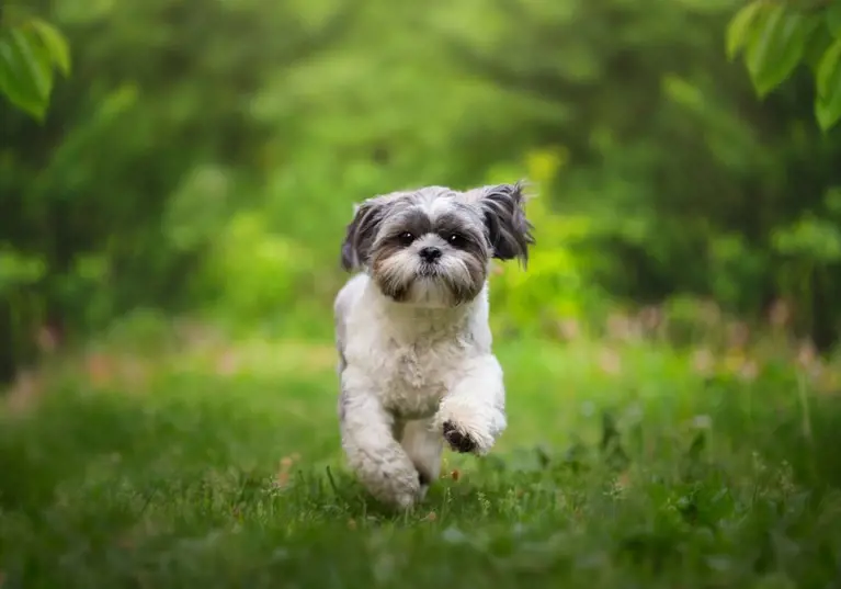 A fluffy dog running towards the camera