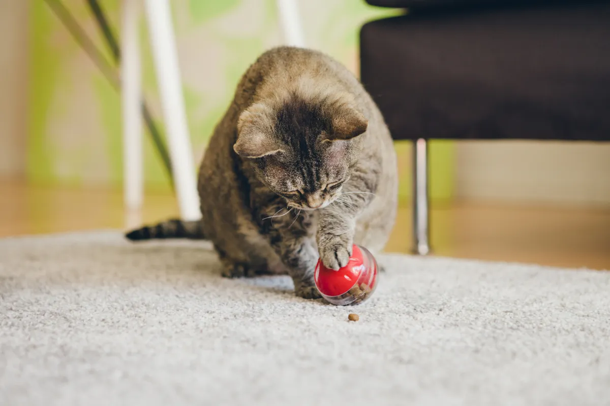 cat playing with treat ball