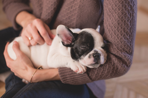 A puppy laying asleep in its owners arms