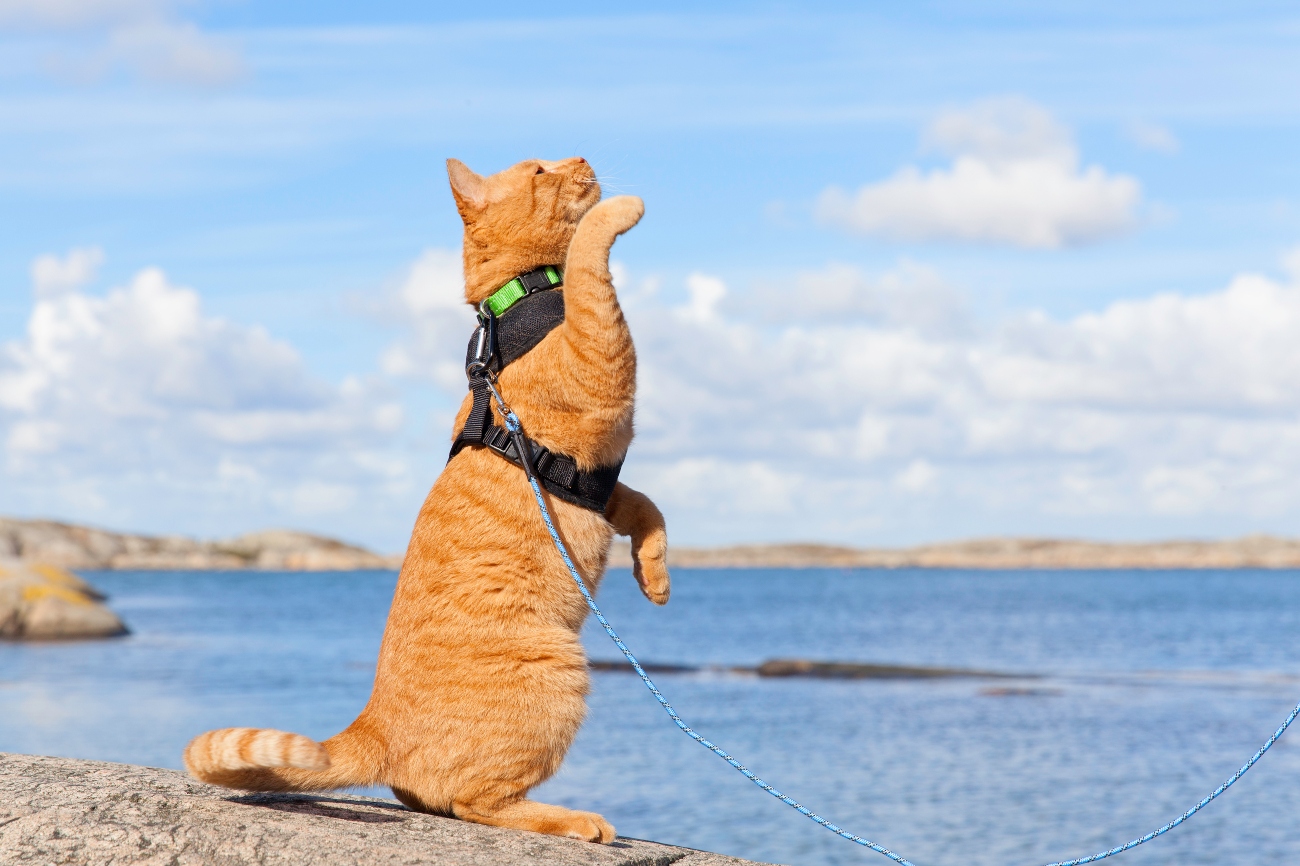ginger cat on hind legs