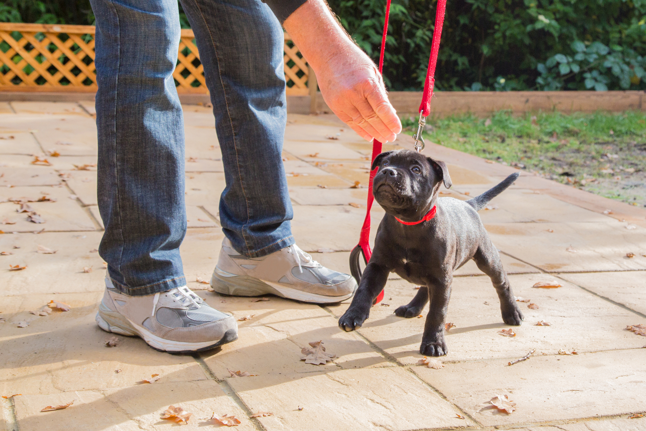 How to teach a puppy how to walk on a leash clearance