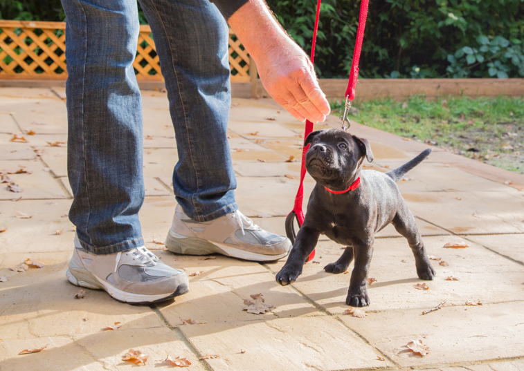 man stroking a black dog on a lead