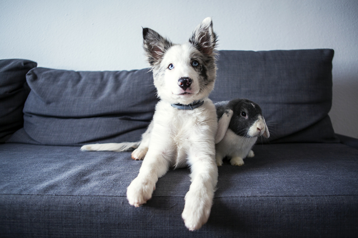 do dogs and rabbits get along