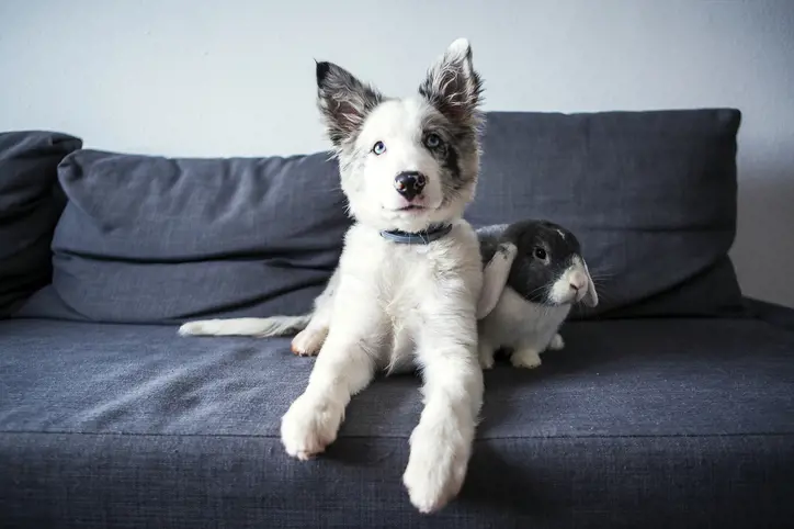 Puppy and Rabbit