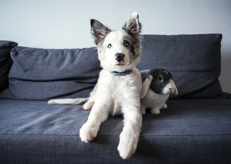 Puppy and Rabbit