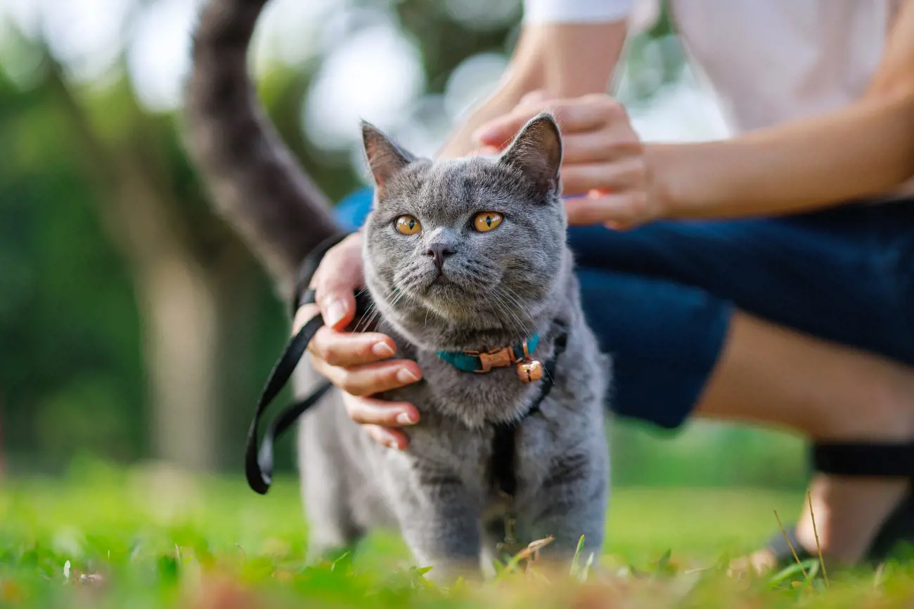 grey cat on a leash outside