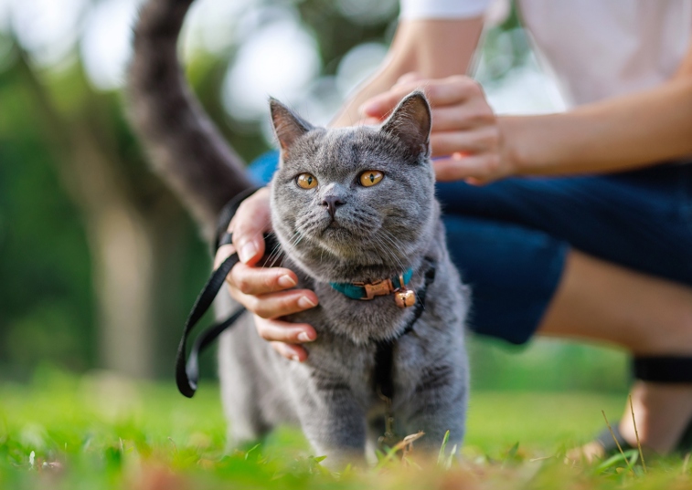 grey cat on a leash outside