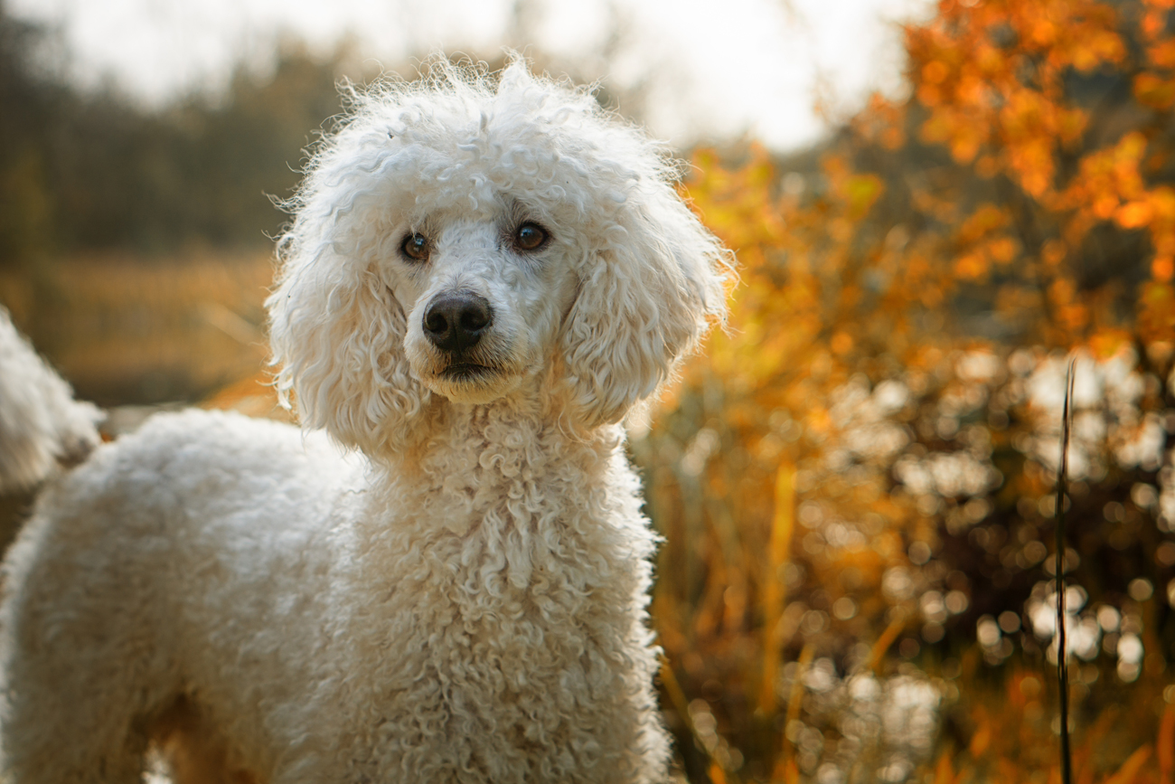 A poodle out on a walk in autumn