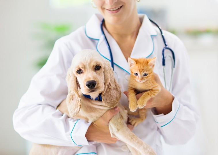 Dog and cat with vet