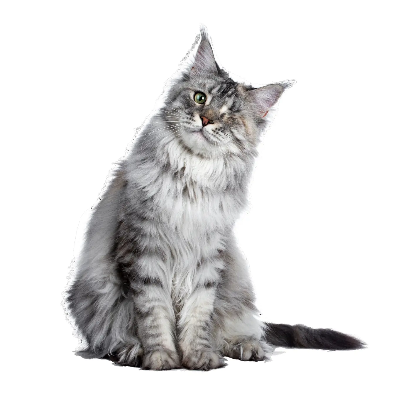 Maine Coon