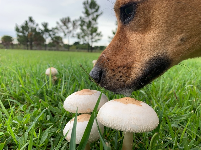dog sniffing mushrooms