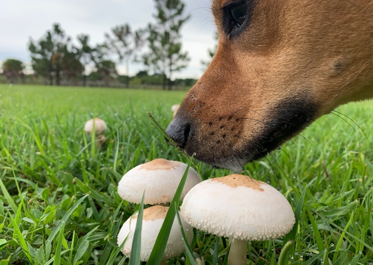 Dog sniffing mushrooms in a field 